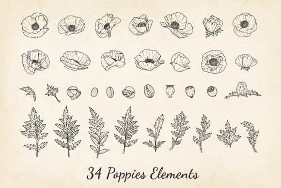Download Poppies SVG, Poppy Fine Line Vector - Vector Collection