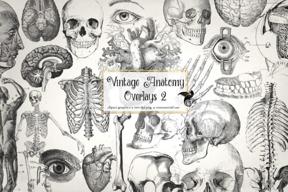 Download Antique Anatomy Overlays Set 2 - Overlay Collection