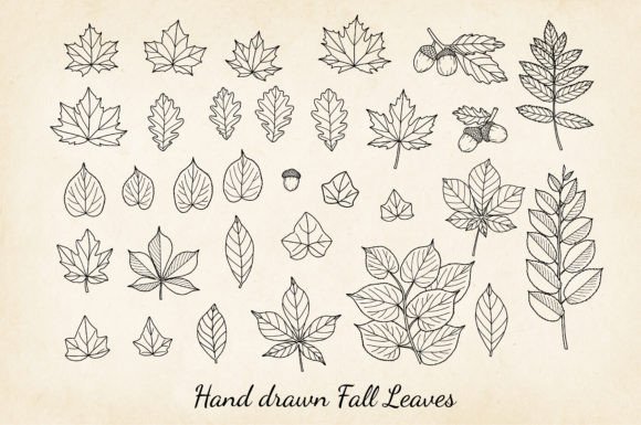 Download Fall Leaves Vector - Vector Collection